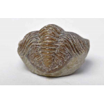 Thumbnail image for Trilobite