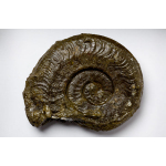 Thumbnail image for Ammonite