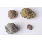 Thumbnail image for Brachiopods