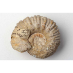 Thumbnail image for Ammonite