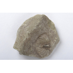 Thumbnail image for Trilobite