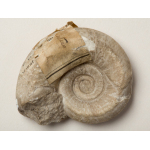 Thumbnail image for Gastropod