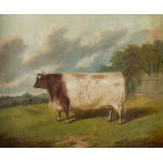 Thumbnail image for 'Champion' prize winning cow